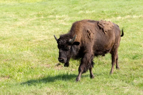 Bisonte americano (bisonte bisonte) simplemente búfalo — Foto de Stock