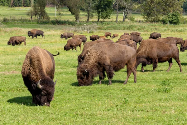 Amerikanischer bison (bison bison) einfach büffel — Stockfoto