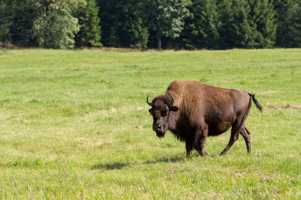 Amerikanischer bison (bison bison) einfach büffel — Stockfoto