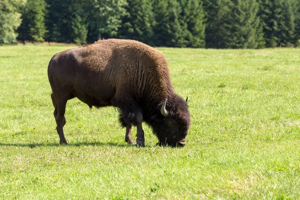 Bisonte-americano (Bisão-bisonte) simplesmente búfalo — Fotografia de Stock