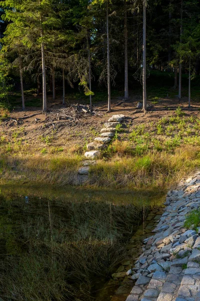 Teich im Sommerwald — Stockfoto