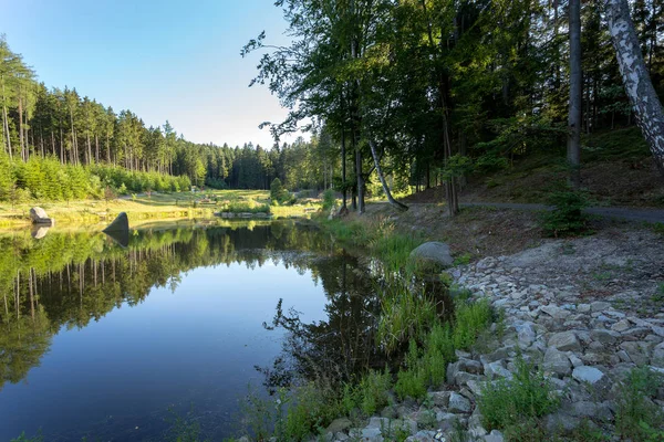 Lagoa na floresta de verão — Fotografia de Stock