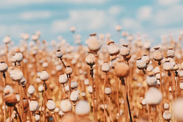 Poppy heads on the field — Stock Photo, Image