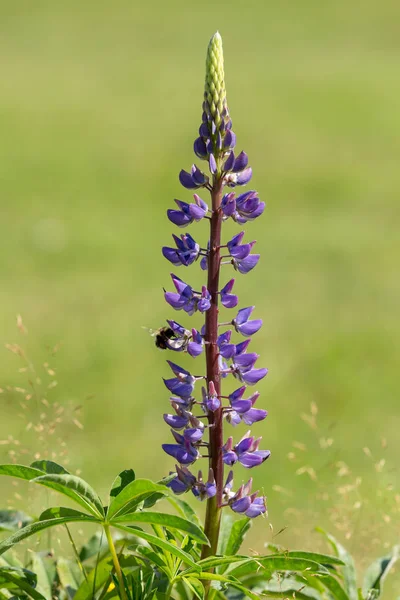 Purple lupinus flowers in summer meadow — Stock Photo, Image
