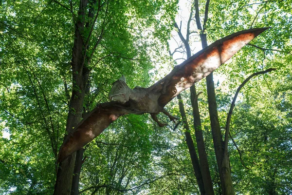 Tarih öncesi uçan dinozor Pteranodon doğada — Stok fotoğraf