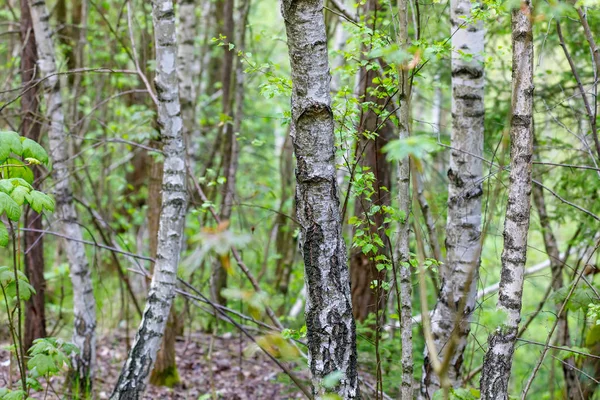 시골에서 자작나무 트리 — 스톡 사진