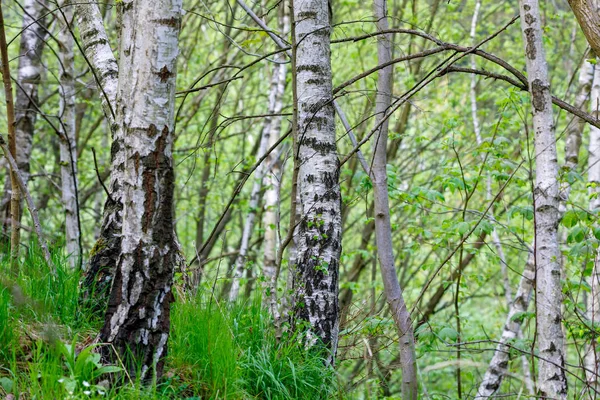 Bouleau à la campagne — Photo