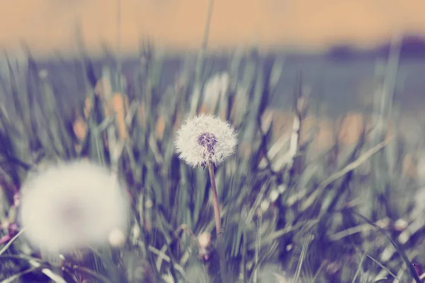 Dandelion, spring abstract color background — Stock Photo, Image