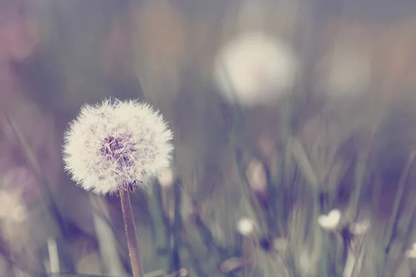 Dandelion, spring abstract color background