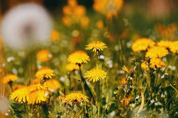 Dandelion flower in spring — Stock Photo, Image