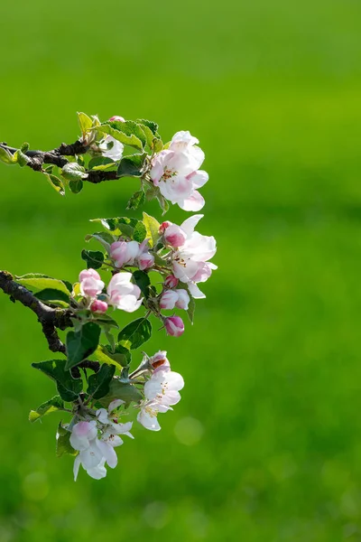 Blühender Apfelbaum im Frühling — Stockfoto