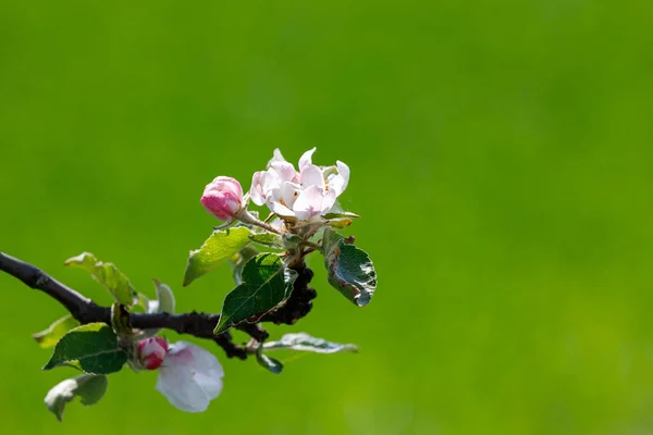 Blommande äppelträd på våren — Stockfoto