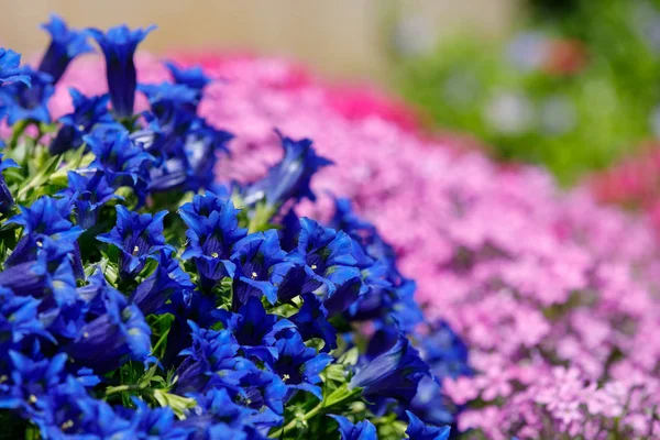 Trompete Entiana blaue Blume im Frühlingsgarten — Stockfoto