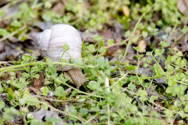 Garden snail (Helix aspersa) — Stock Photo, Image