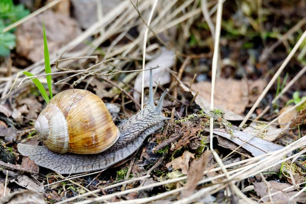 Bahçe salyangoz (Helix aspersa)