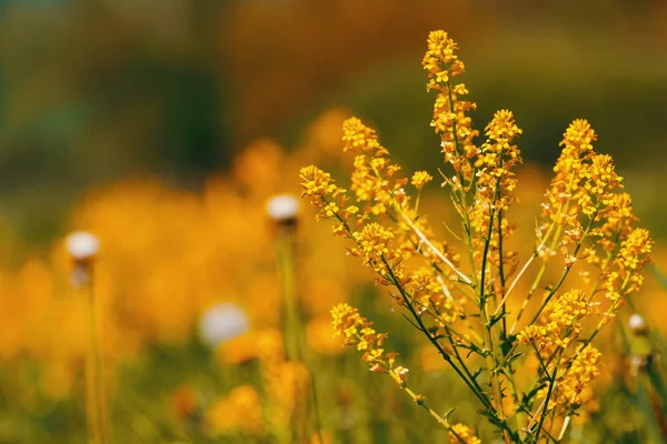 Spring flowers dandelions in meadow, springtime scene — Stock Photo, Image