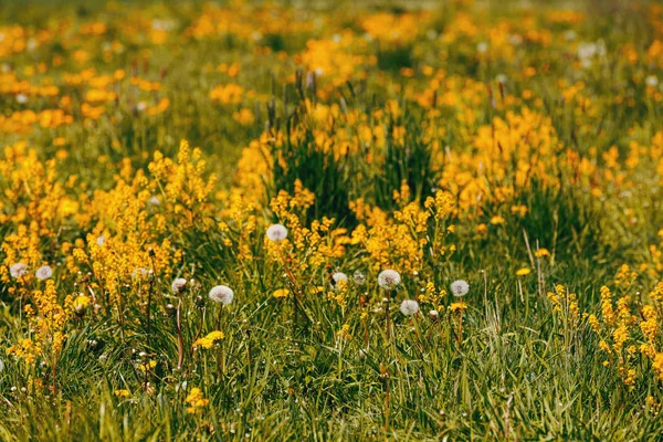 Bahar çiçekleri dandelions çayırda, Bahar sahne — Stok fotoğraf