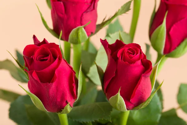 Bouquet di rose rosse fresche — Foto Stock