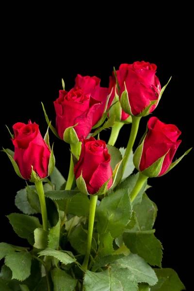 Bouquet rose rosse fresche — Foto Stock