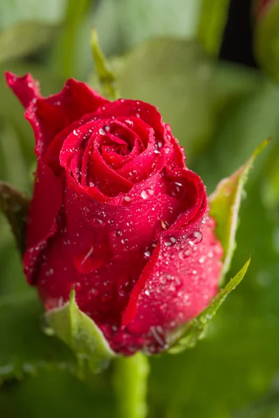Букет свежих красных роз — стоковое фото
