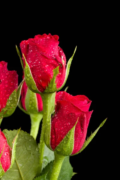 花束新鲜的红色玫瑰 — 图库照片