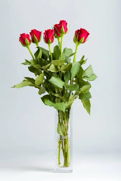 Bouquet rose rosse fresche — Foto Stock