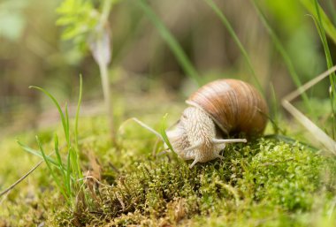 Bahçe salyangoz (Helix aspersa)
