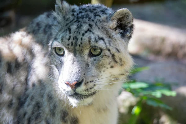 Leopardo de la nieve - Irbis — Foto de Stock