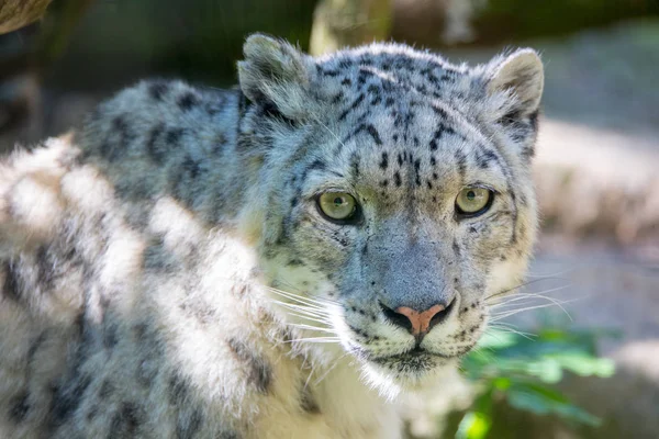 Snow Leopard - ІРБІС — стокове фото