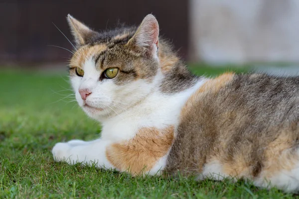 Portrait of domestic cat — Stock Photo, Image