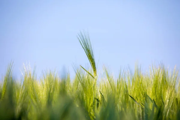 Spring field with Organic grains — Stock Photo, Image