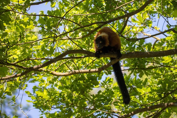 Červená ruffed lemur, varecia rubra — Stock fotografie