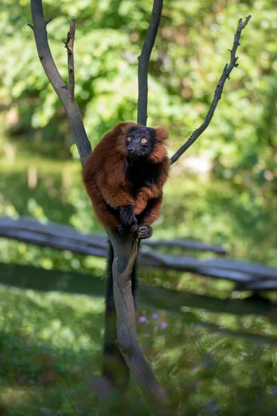 Lemur Ruffed vermelho, Varecia Rubra — Fotografia de Stock