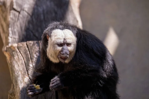 Macaco saki de cara dourada — Fotografia de Stock