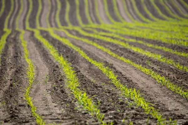Spring plowed field curves — Stock Photo, Image