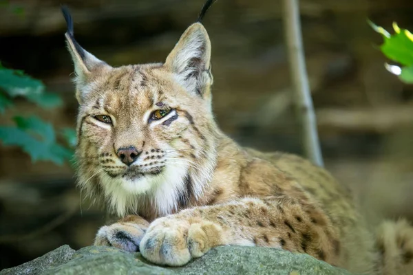 Ritratto di Lynx femmina — Foto Stock