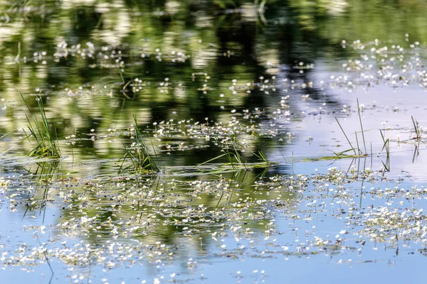 Vijver van de bloei in het voorjaar — Stockfoto