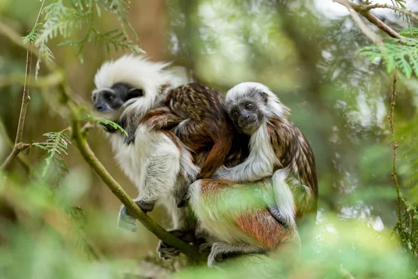 Familia de tamarines con bebé pequeño — Foto de Stock