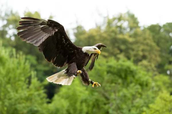 Grote bald Eagle (Haliaeetus albicill) — Stockfoto