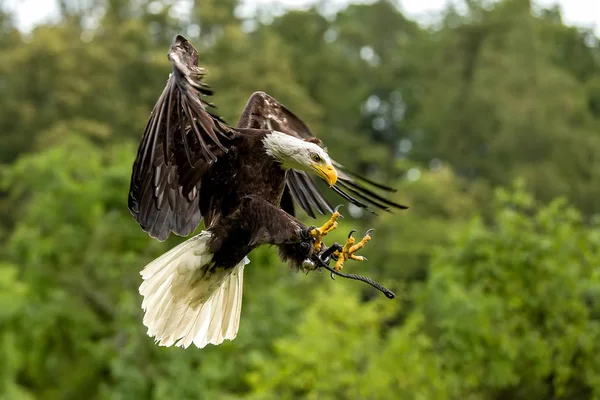 Grande aquila calva (Haliaeetus albicill ) — Foto Stock