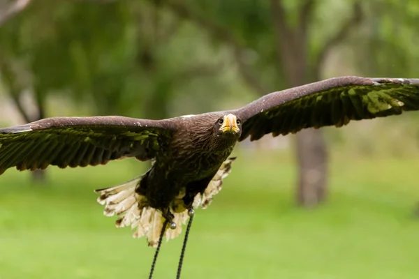 Grande aquila marina (Haliaeetus albicill ) — Foto Stock