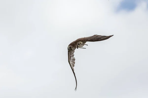 Trained bird falcon flying in nature — Stock Photo, Image