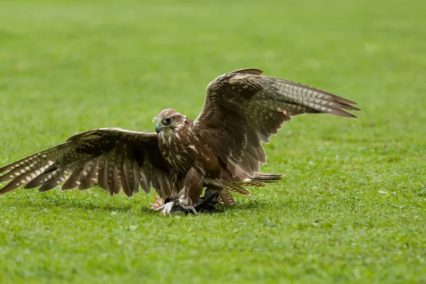 Falco uccello addestrato che vola in natura — Foto Stock