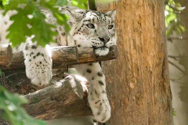 Gato leopardo de la nieve - Irbis, Uncia uncia — Foto de Stock