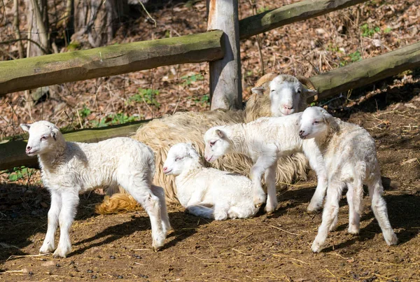 Sheep with lamb, easter symbol — Stock Photo, Image