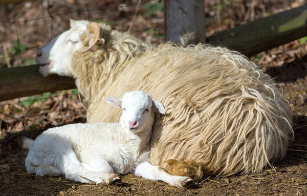 Sheep with lamb, easter symbol