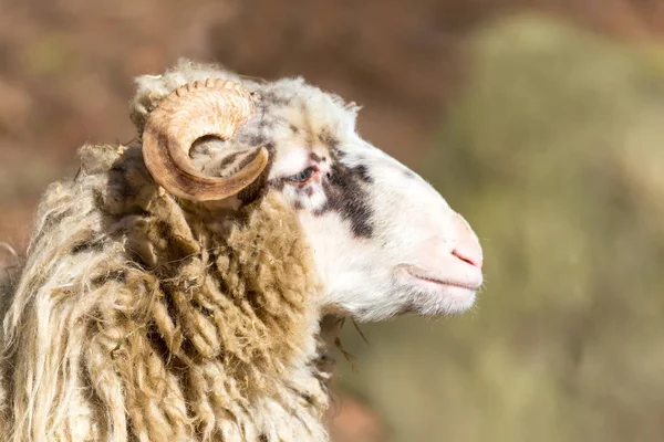 Ram 或夯，男性的羊 — 图库照片