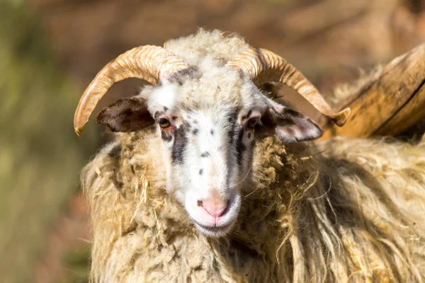Carneiro ou rammer, macho de ovelha — Fotografia de Stock