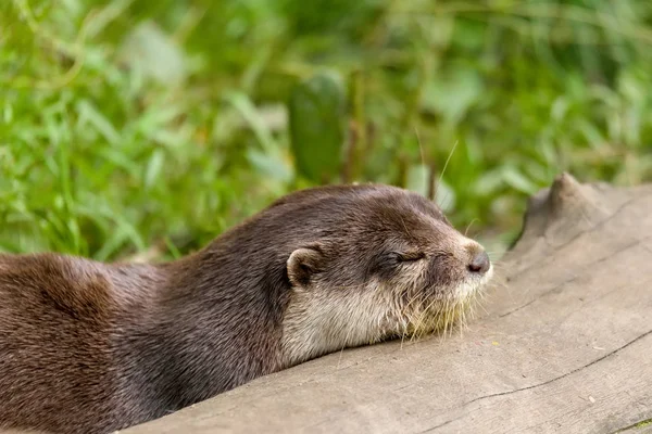 Lontra europeia animal (Lutra lutra ) — Fotografia de Stock