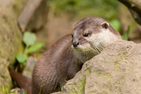 hayvan Avrupa su samuru (Lutra lutra)